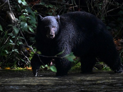 American Black Bear