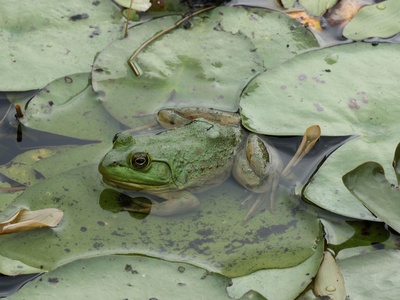 American Bullfrog