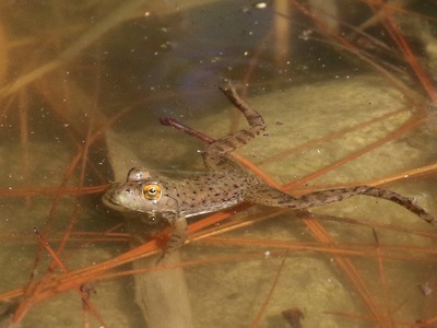 American Bullfrog