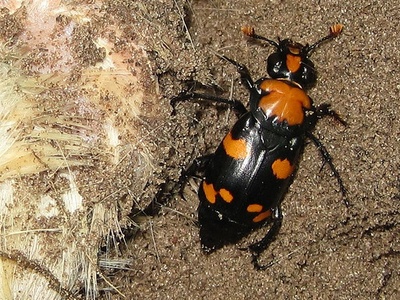American Burying Beetle