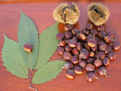 American Chestnut