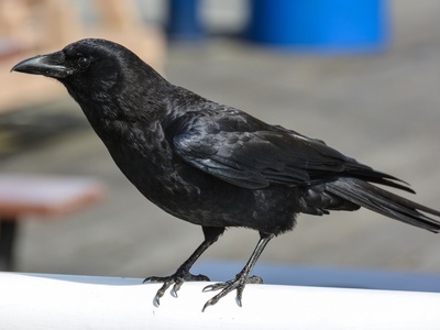 American Crow