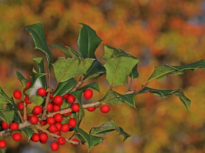 American Holly