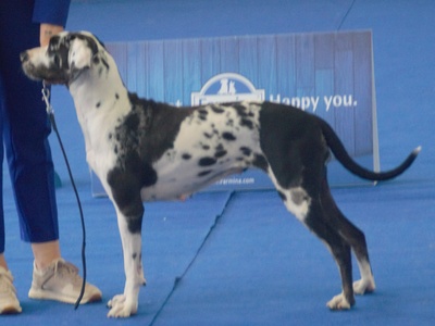 American Leopard Hound