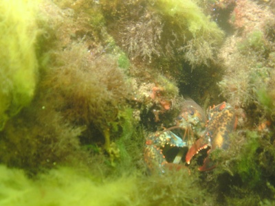 American lobster