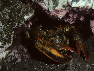 American lobster