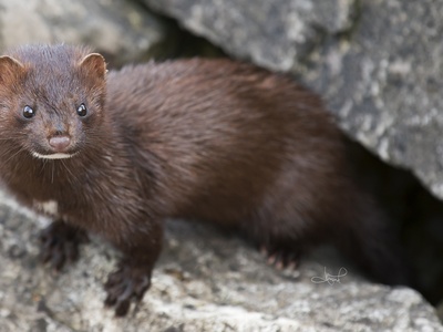 American Mink