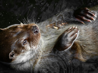 American Mink