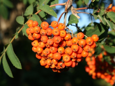 American Mountain-ash