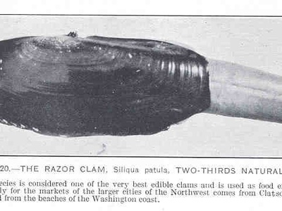 American Razor Clam