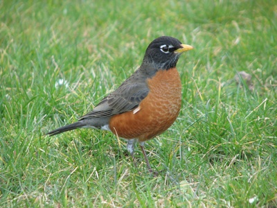 American robin