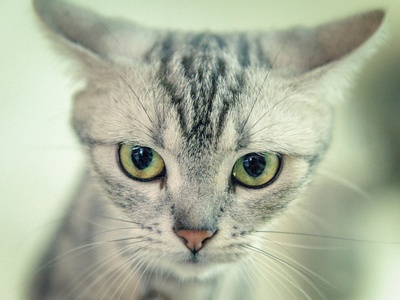 American Shorthair
