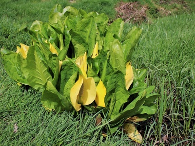 American Skunk Cabbage