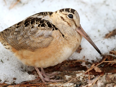 American Woodcock
