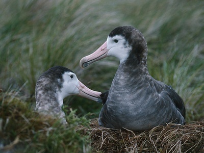 Amsterdam Albatross
