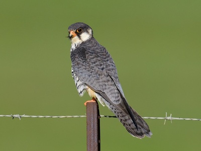 Amur Falcon