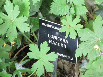Amur Honeysuckle