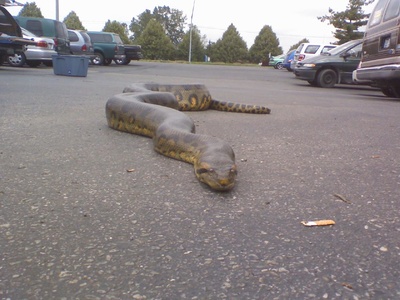 Anaconda