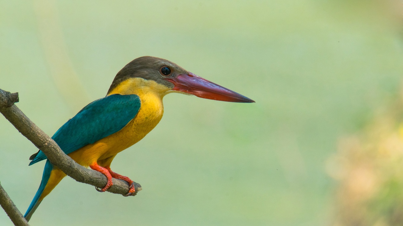 Close-up of a kingfisher showing bright plumage and long straight bill.