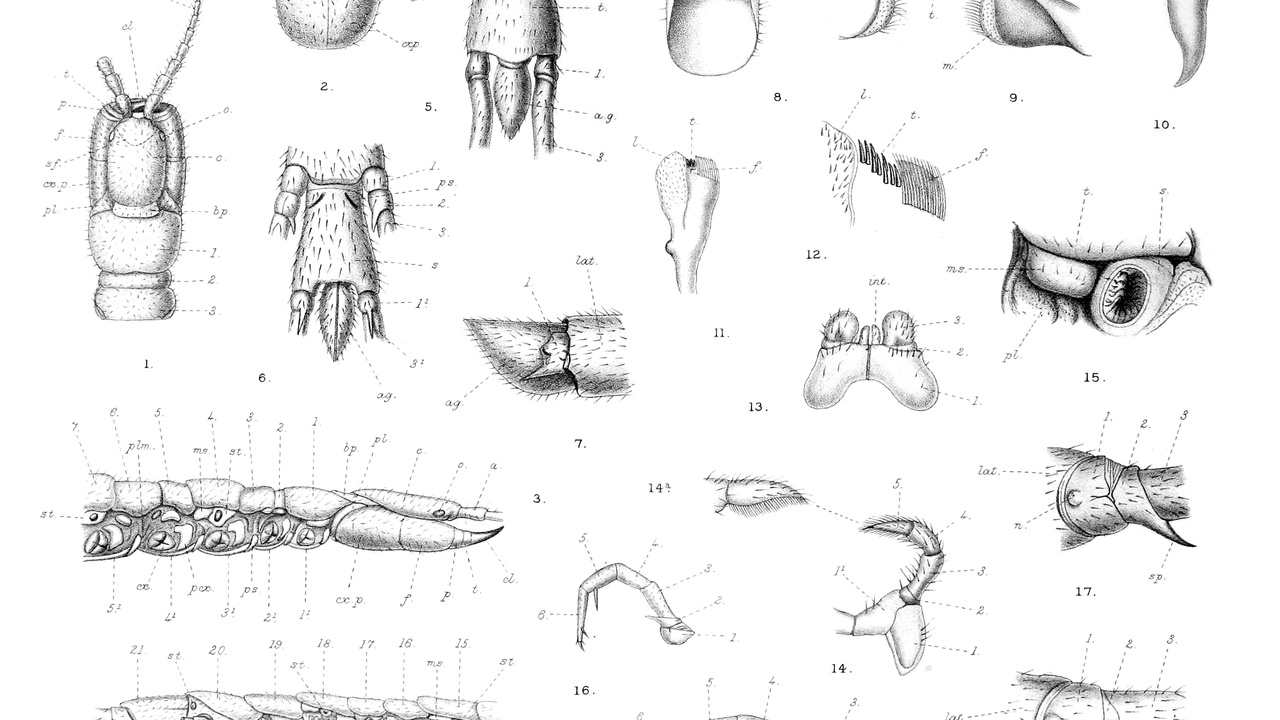 Close-up of centipede anatomy showing body segments and legs