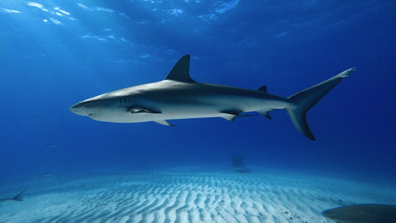 Shark anatomy illustration showing cartilage skeleton and dermal denticles