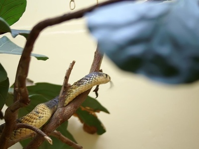 Anchieta's Cobra
