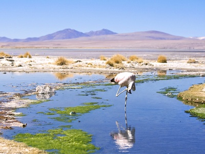 Andean Flamingo