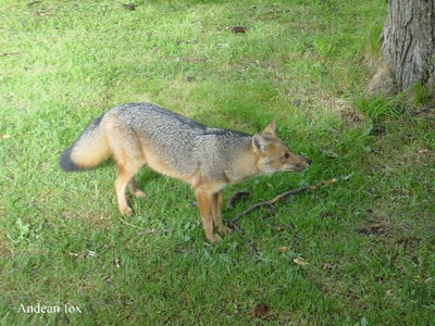 Andean Fox