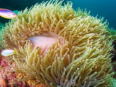 Anemone