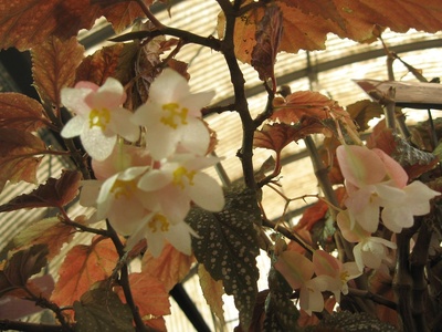 Angel Wing Begonia