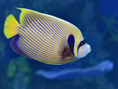 Angelfish
