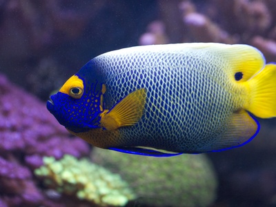 Angelfish