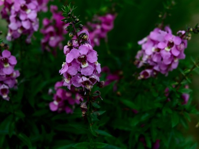 Angelonia