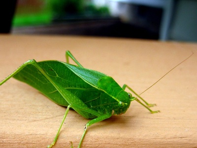 Angle-wing Katydid