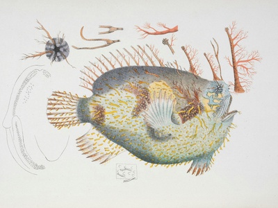 Anglerfish