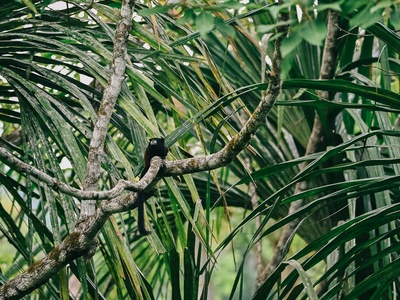 Angolan Colobus