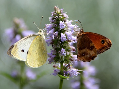 Anise hyssop