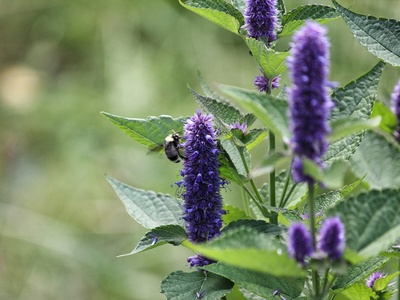 Anise hyssop