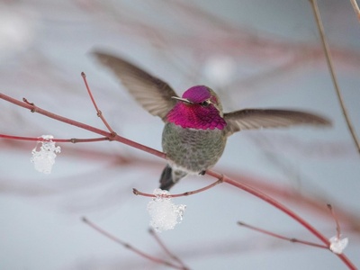 Anna's Hummingbird