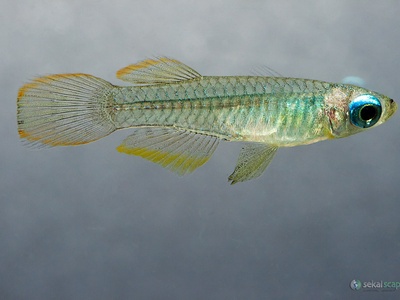Annual Killifish