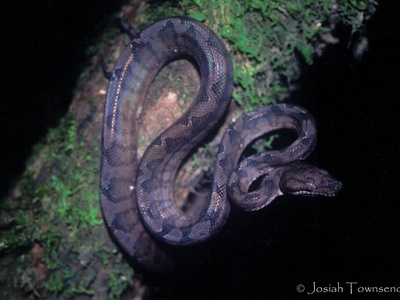 Annulated tree boa