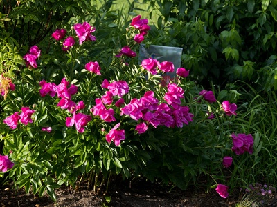 Anomalous Peony