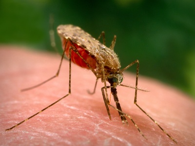 Anopheles mosquito (malaria vector)