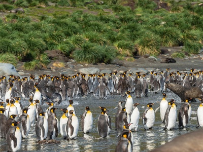 Antarctic Fur Seal