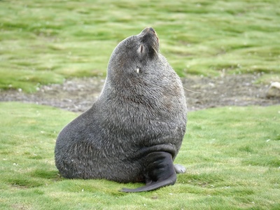 Antarctic Fur Seal