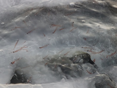 Antarctic krill