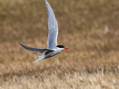 Antarctic Tern