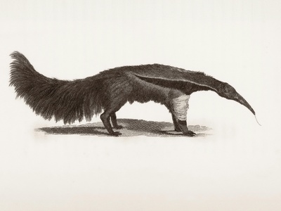 Antbear (alternative anteater)