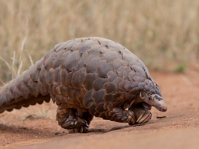Anteater