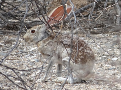 Antelope Jackrabbit